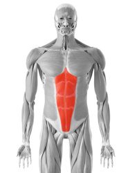 ravni trbušni mišić