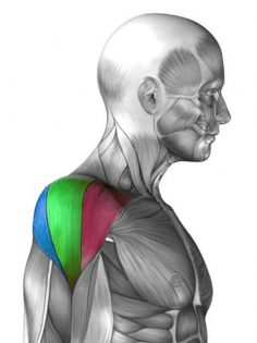 deltoidni mišić