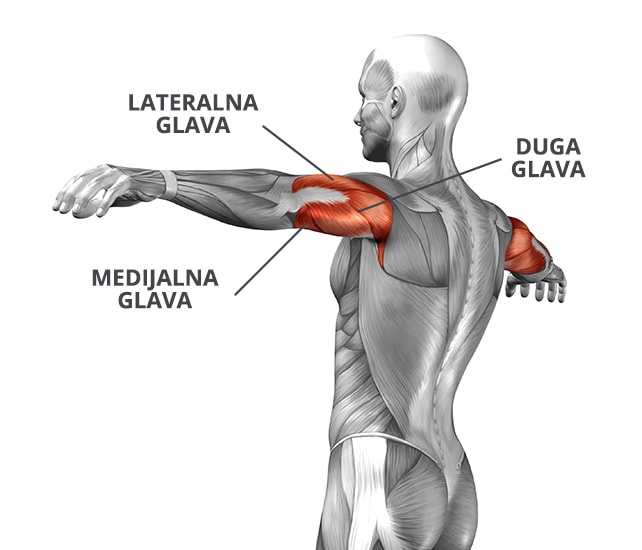 Mišić triceps