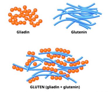 gliadin i glutenin